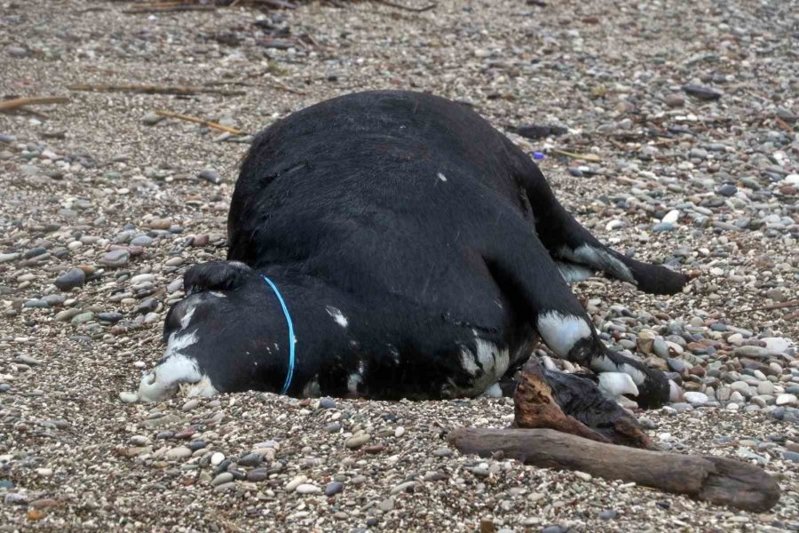 Antalya’da ’sarı Kod’ Uyarısı: Rögarlar Taştı, Telef Olmuş Dana Kıyıya Vurdu