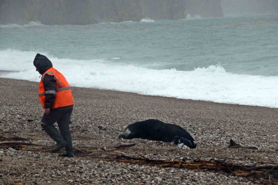 Antalya’da ’sarı Kod’ Uyarısı: Rögarlar Taştı, Telef Olmuş Dana Kıyıya Vurdu