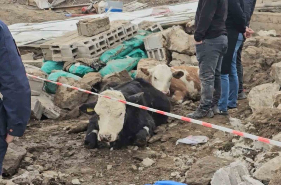 Aksaray’da Yağmur Ve Rüzgardan Ahır Hayvanların Üzerine Çöktü