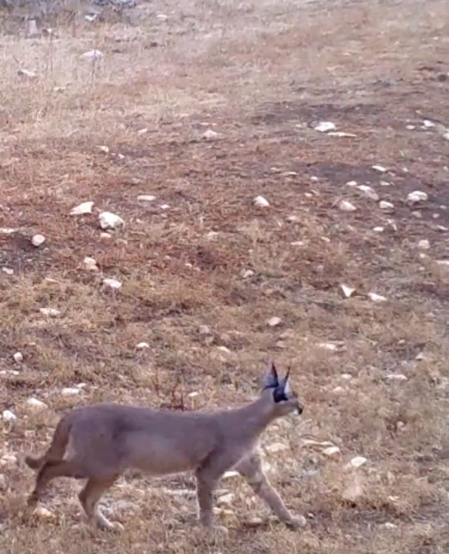 Antalya’da Yaban Hayatı Fotokapanlara Yansıdı