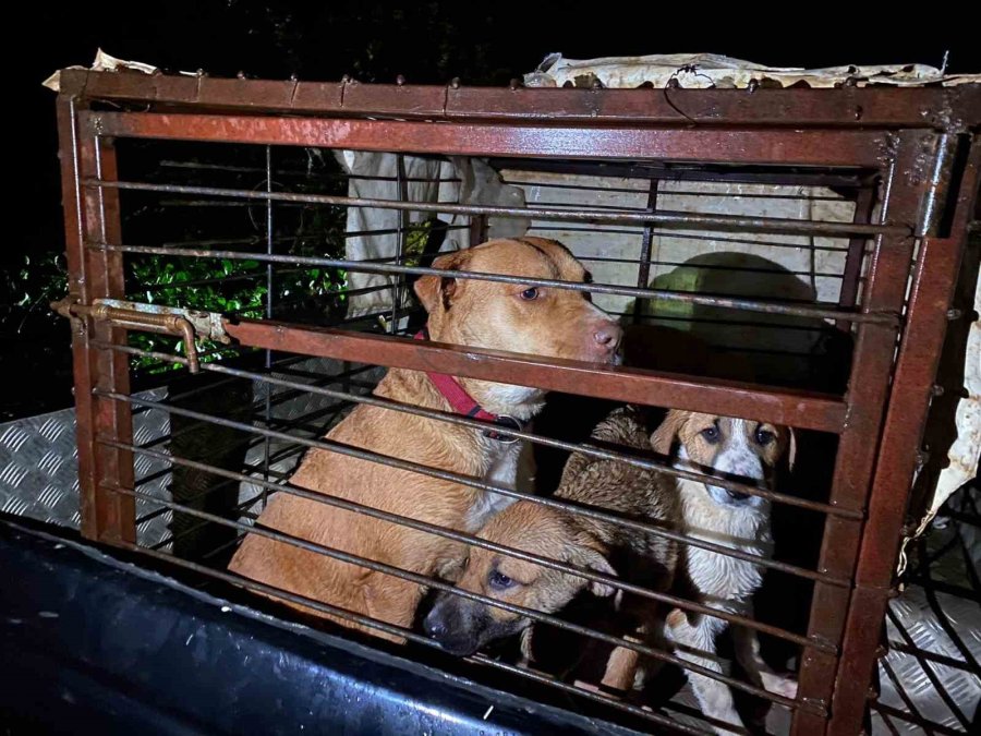 Antalya’da Sel Sularının Bastığı Barınakta Mahsur Kalan 27 Köpek Botlarla Kurtarıldı