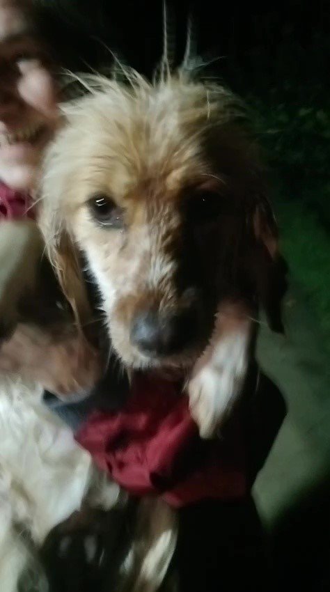 Antalya’da Sel Sularının Bastığı Barınakta Mahsur Kalan 27 Köpek Botlarla Kurtarıldı
