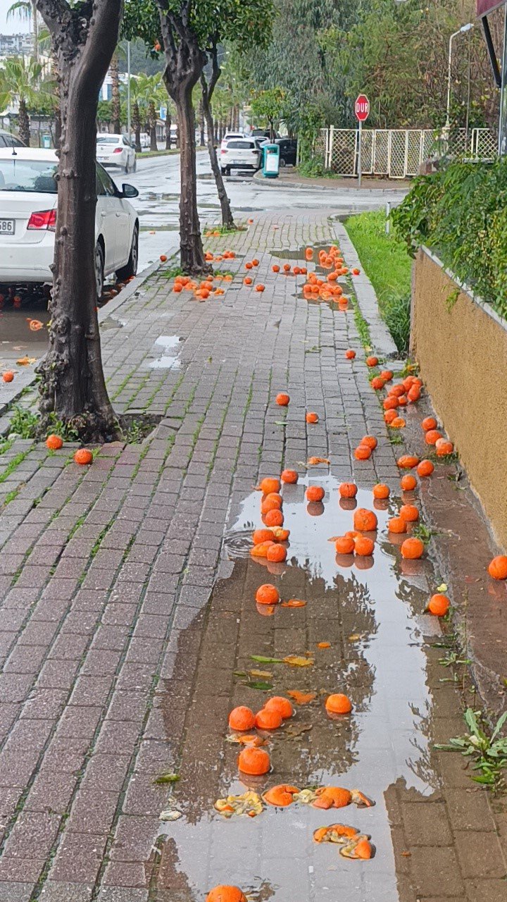 Manavgat’ta Fırtına Ve Yağmur Turunçları Yollara Döktü