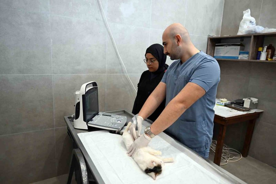 Mersin’de Sokak Kedileri İçin Yeni Merkez Hizmete Girdi