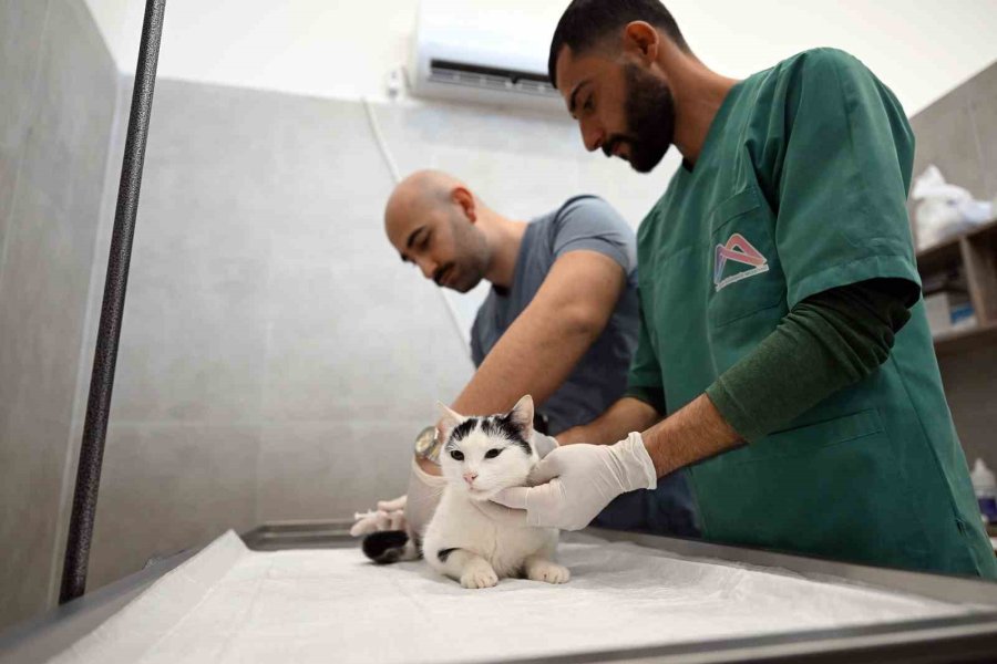 Mersin’de Sokak Kedileri İçin Yeni Merkez Hizmete Girdi