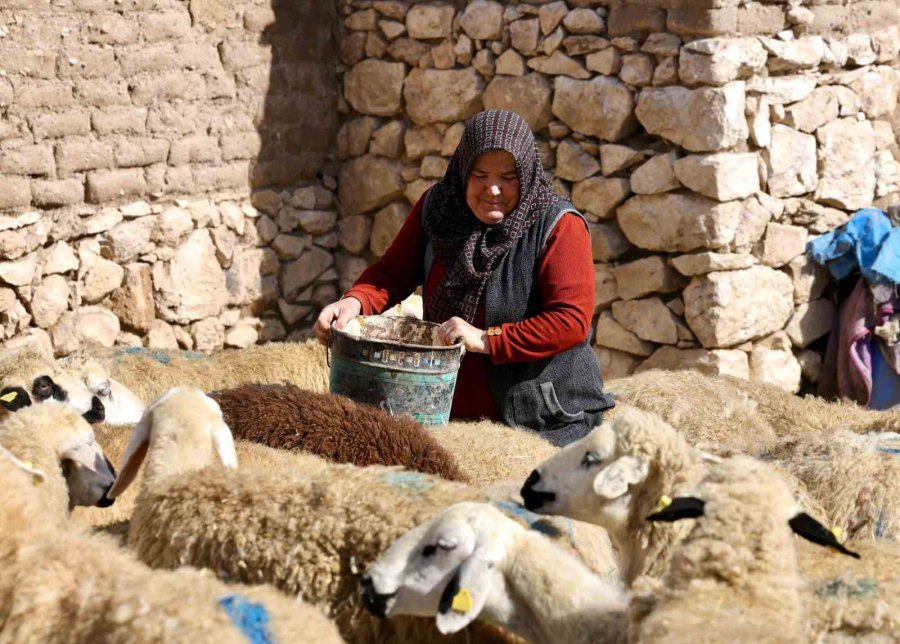 Vali Duru: "1,5 Milyarlık Finansmanla 125 Bin Küçükbaş Hayvan Alımı Yapılacak"