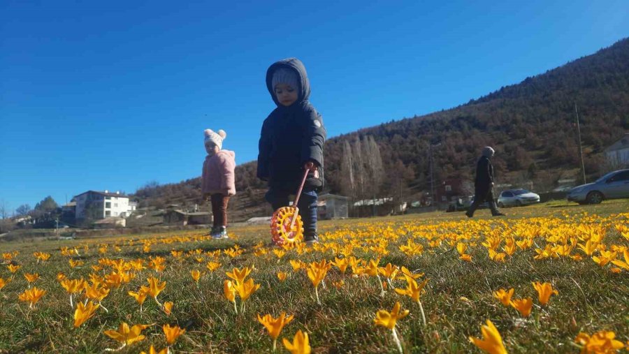 Çiğdemlerin Açtığı Bartlı Yaylası’nda Görsel Şölen