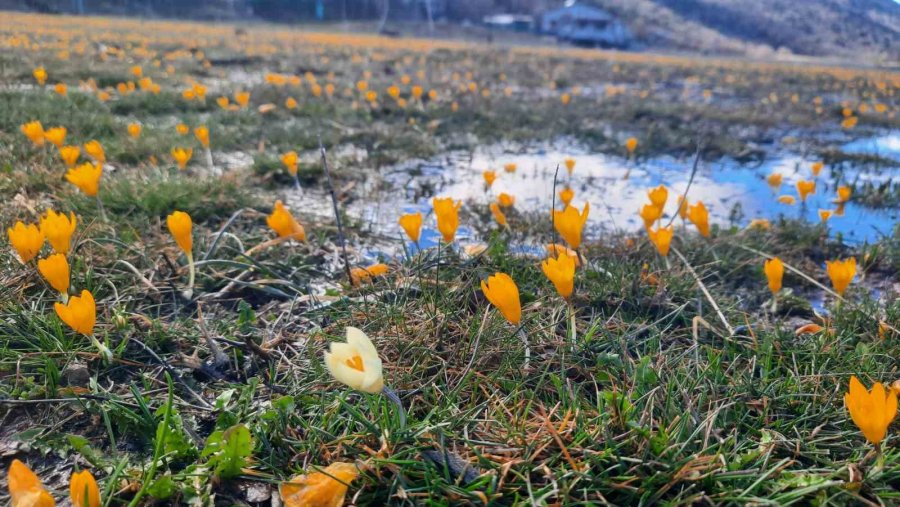 Çiğdemlerin Açtığı Bartlı Yaylası’nda Görsel Şölen