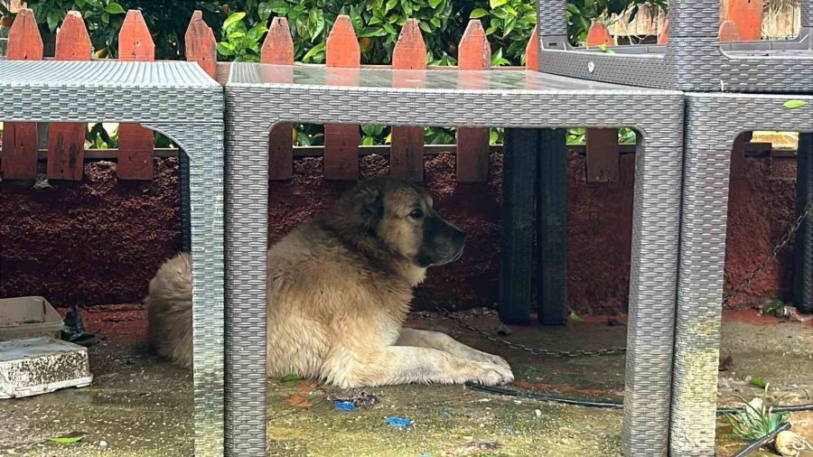 Köpeğini Sel Sularından Kurtaran Sahibi O Anları Anlattı