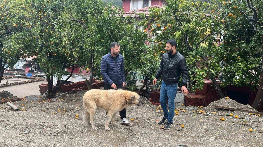 Köpeğini Sel Sularından Kurtaran Sahibi O Anları Anlattı
