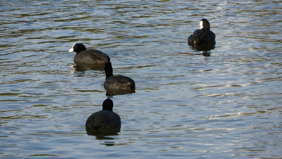 Manavgat’ta Dev Dalgalar Titreyengöl’ü Denizle Birleştirdi