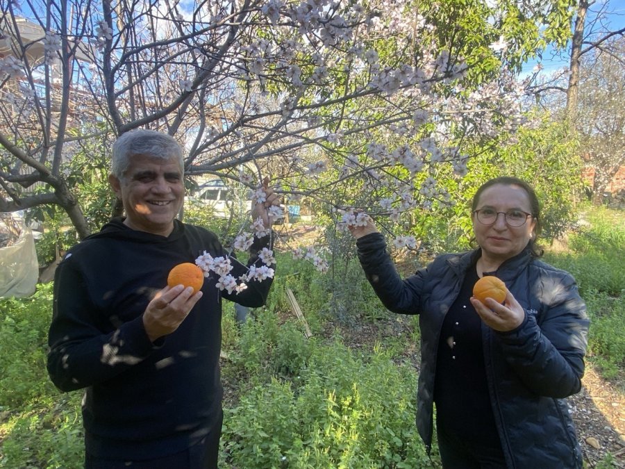 Aksu’da Badem Ağaçları Şubat Ortasında Çiçek Açtı