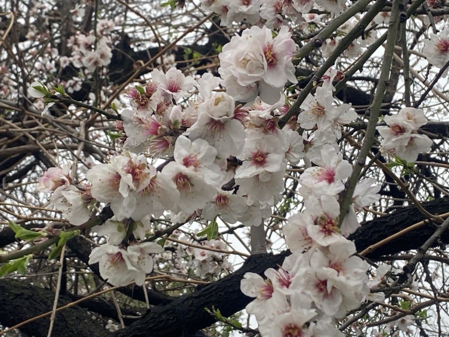 Aksu’da Badem Ağaçları Şubat Ortasında Çiçek Açtı