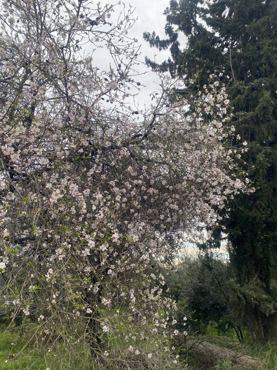 Aksu’da Badem Ağaçları Şubat Ortasında Çiçek Açtı