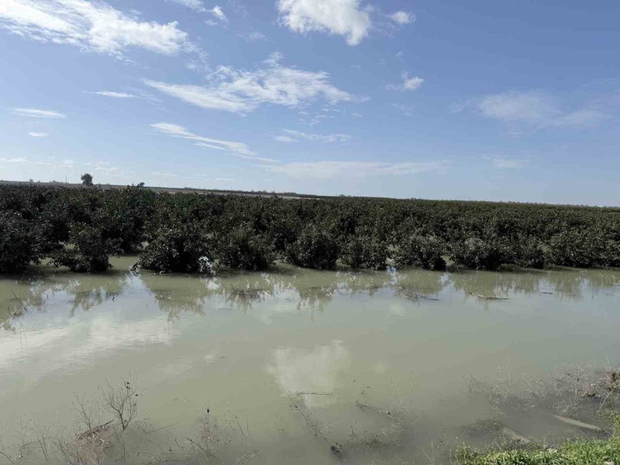 Seyhan Nehri Taştı, Tarsus’ta Tarım Arazileri Sular Altında Kaldı