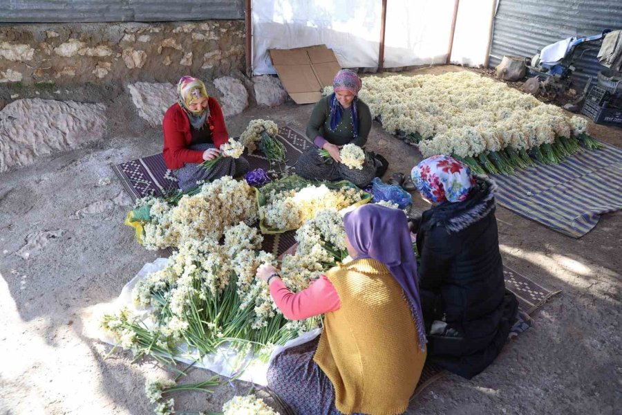 Mersin’de Atıl Araziler Nergisle Değerlendi, Üretim 10 Kat Arttı