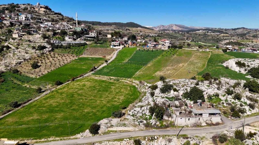 Mersin’de Atıl Araziler Nergisle Değerlendi, Üretim 10 Kat Arttı