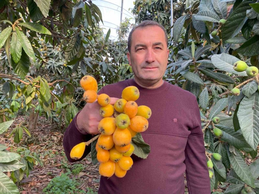 Sarı Altın Erken Geldi: Yenidünya Mart Ayını Beklemedi
