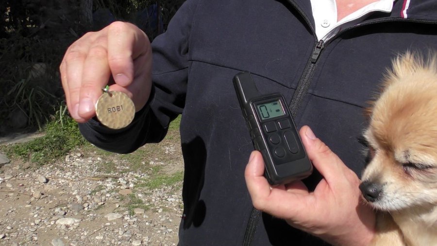 Rus Sahipleri, Kaybolan Köpeklerini Sokak Sokak Arıyor: Canlı Bulana 100 Bin, Ölü Bulana 10 Bin Ödül