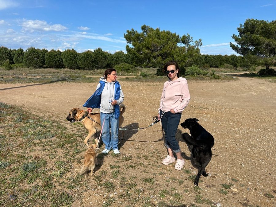 Rus Sahipleri, Kaybolan Köpeklerini Sokak Sokak Arıyor: Canlı Bulana 100 Bin, Ölü Bulana 10 Bin Ödül