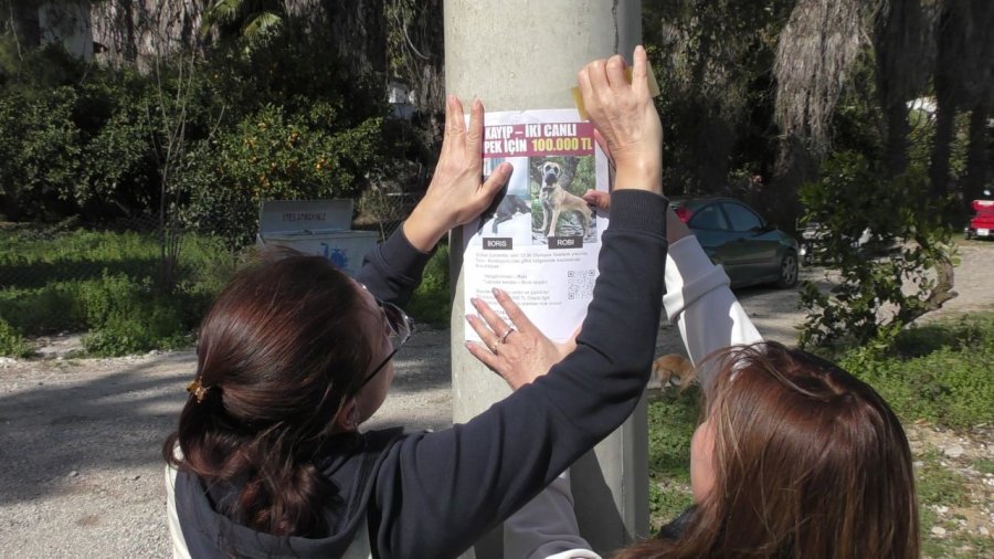 Rus Sahipleri, Kaybolan Köpeklerini Sokak Sokak Arıyor: Canlı Bulana 100 Bin, Ölü Bulana 10 Bin Ödül