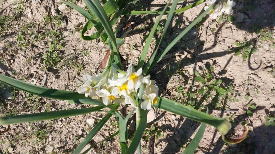Mersin’de Baharı Yaşatan Nergis Çiçekleri Gelir Kaynağı Oldu