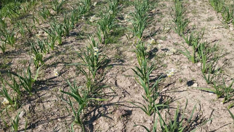 Mersin’de Baharı Yaşatan Nergis Çiçekleri Gelir Kaynağı Oldu