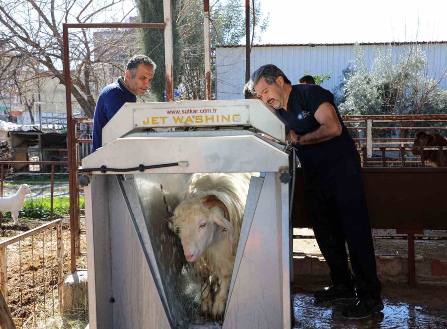 Döşemealtı’nda Küçükbaş Hayvanlara Ücretsiz Parazit Uygulaması