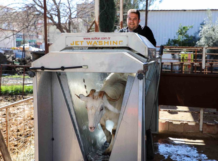 Döşemealtı’nda Küçükbaş Hayvanlara Ücretsiz Parazit Uygulaması