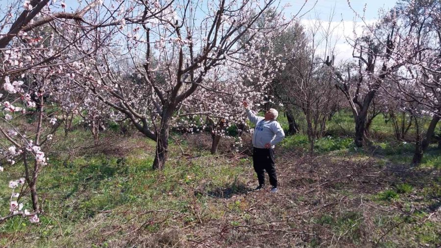 Mut’ta Kayısı Ağaçları Adeta Gelinliğe Büründü