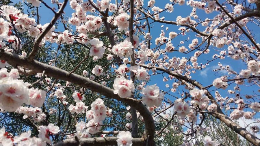 Mut’ta Kayısı Ağaçları Adeta Gelinliğe Büründü