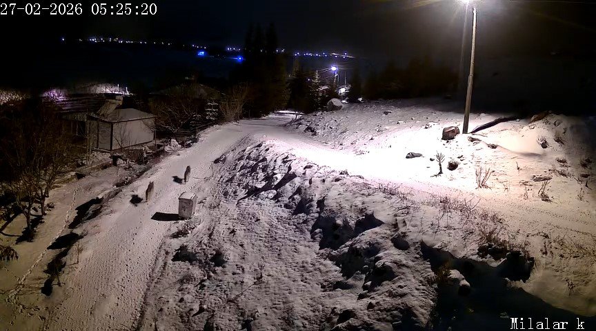 Niğde’de Aç Kalan Kurtlar Köye İndi