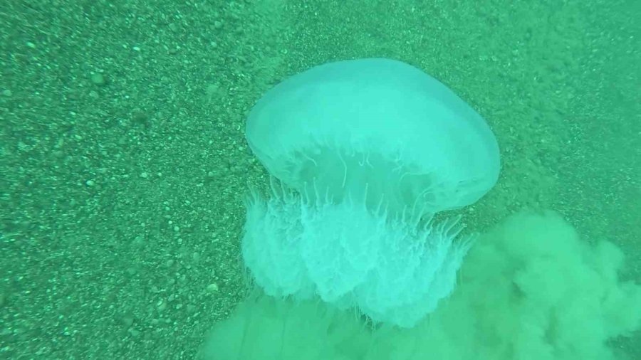 Poyraz, Akdeniz’deki En Büyük Denizanası Türünü Antalya Körfezi’ne Soktu