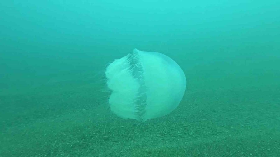 Poyraz, Akdeniz’deki En Büyük Denizanası Türünü Antalya Körfezi’ne Soktu