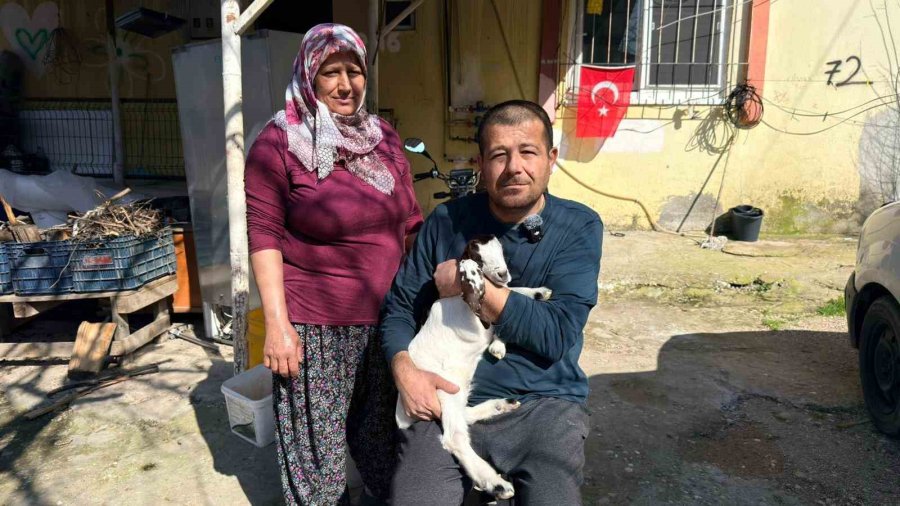 Keçilerine Olan Sevgisini Teknolojiyle Birleştirdi, Anbean Onları İzliyor