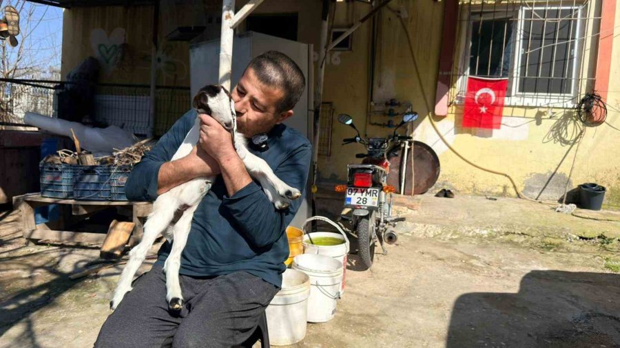 Keçilerine Olan Sevgisini Teknolojiyle Birleştirdi, Anbean Onları İzliyor