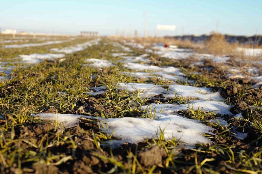 Konya’da Yağışlar Hububata Umut Oldu