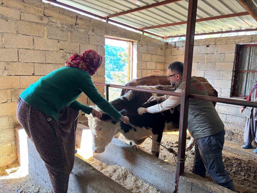 Gazipaşa’da Hayvan Sağlığı İçin Sahada Yoğun Mesai