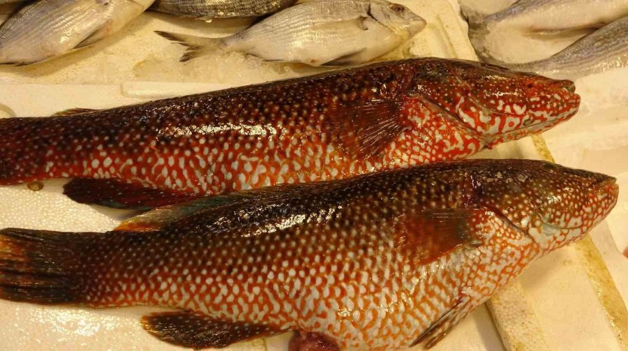 Hint Okyanusu’na Özgü ‘portakal Benekli Lagos’ Mersin’de Tezgaha Çıktı