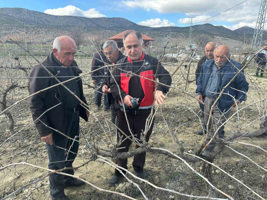 Korkuteli’nde Çiftçilere Budama Eğitimi