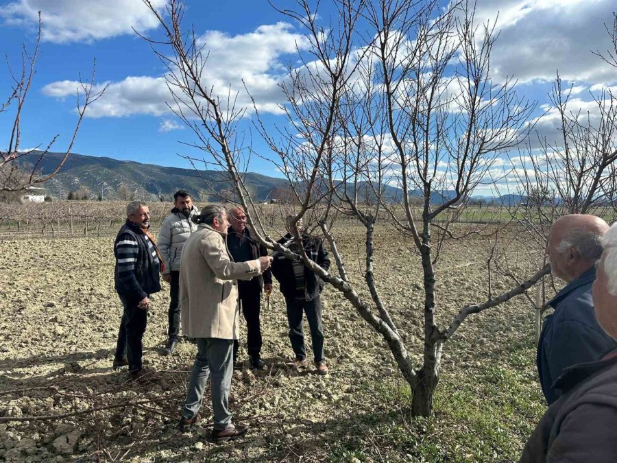 Korkuteli’nde Çiftçilere Budama Eğitimi