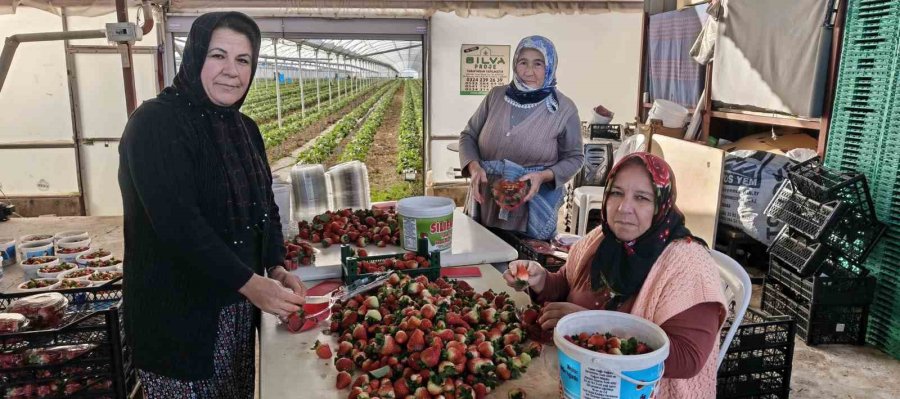 Kadınlar Gününü Tarlada Çalışarak Kutladılar