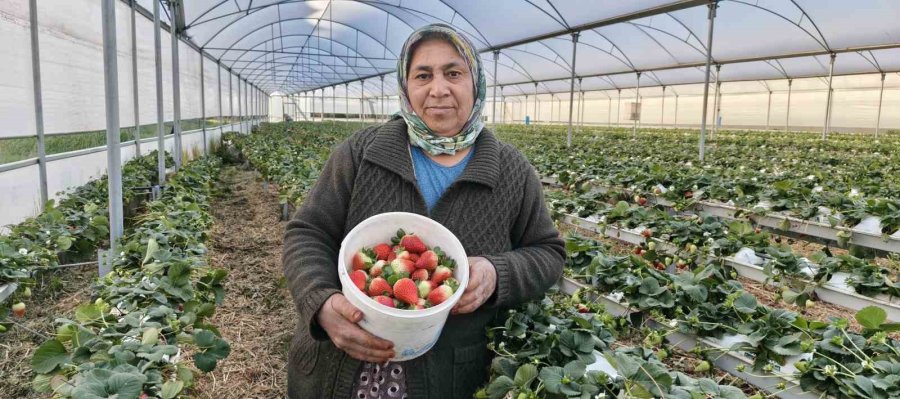 Kadınlar Gününü Tarlada Çalışarak Kutladılar