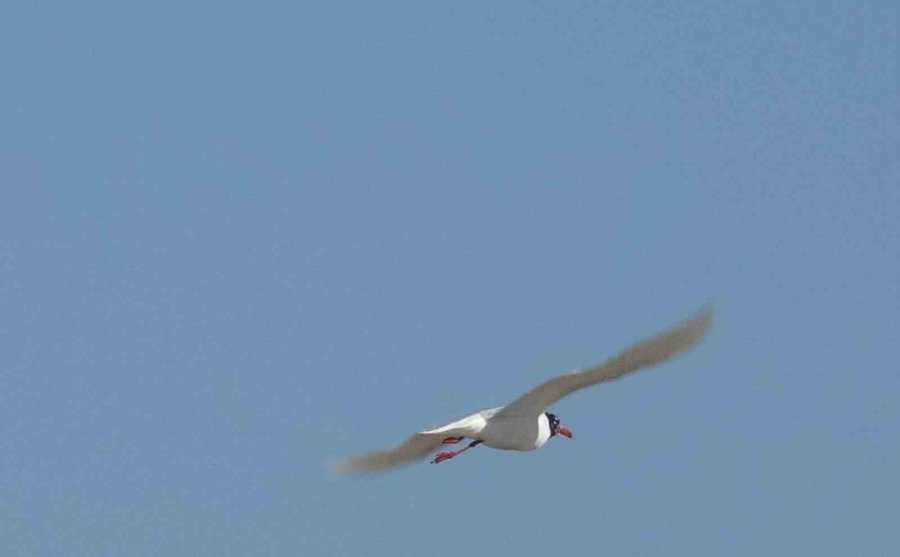 Antalya İtfaiyesinden Film Gibi Martı Kurtarma Operasyonu