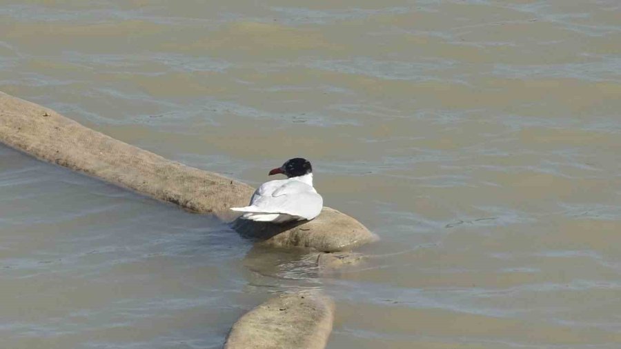 Antalya İtfaiyesinden Film Gibi Martı Kurtarma Operasyonu