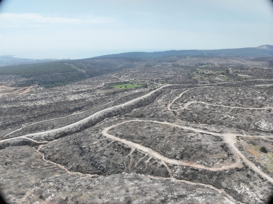 Mersin’de Yangın Sahalarında Doğa Yeniden Canlanıyor