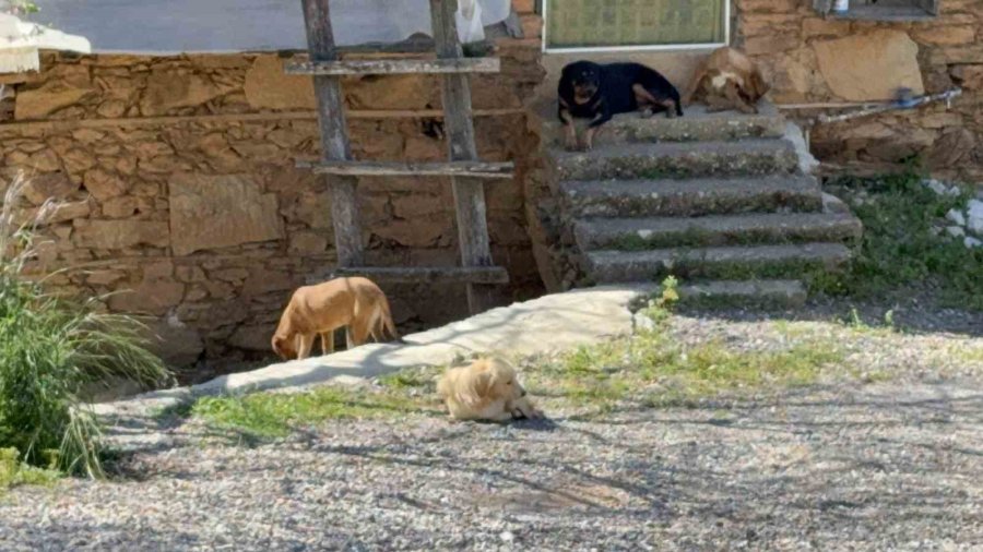 Antalya’da Sahipsiz Köpeğin Saldırısına Uğrayan 7 Yaşındaki Çocuk Hastanelik Oldu