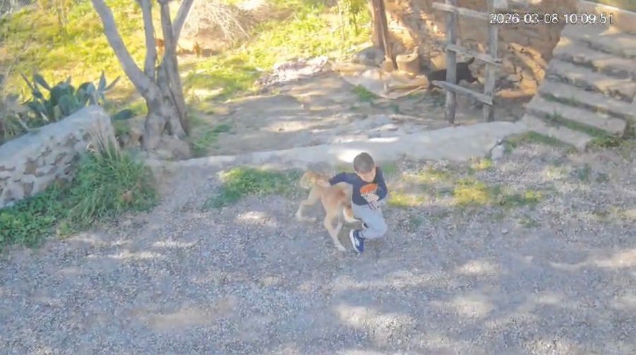 Antalya’da Sahipsiz Köpeğin Saldırısına Uğrayan 7 Yaşındaki Çocuk Hastanelik Oldu