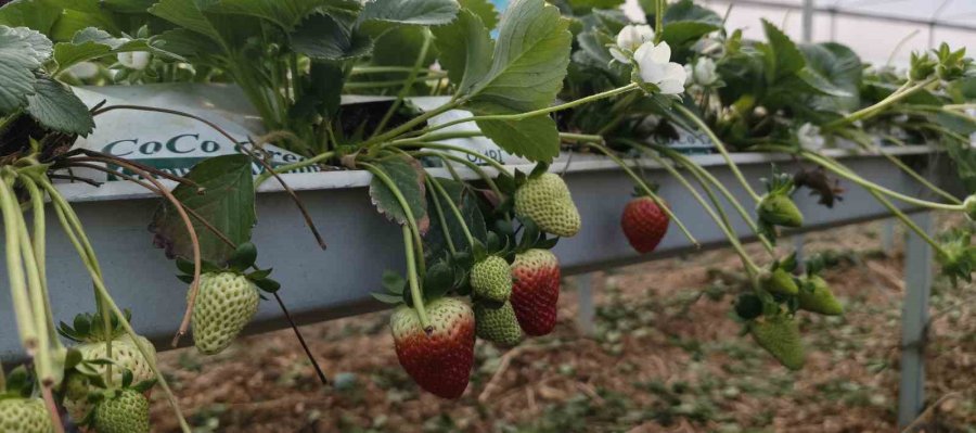 Silifke’de Örtü Altı Çilekte Bahar Hasadı: Kilosu 140 İle 160 Tl Arasında