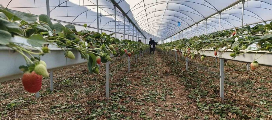 Silifke’de Örtü Altı Çilekte Bahar Hasadı: Kilosu 140 İle 160 Tl Arasında